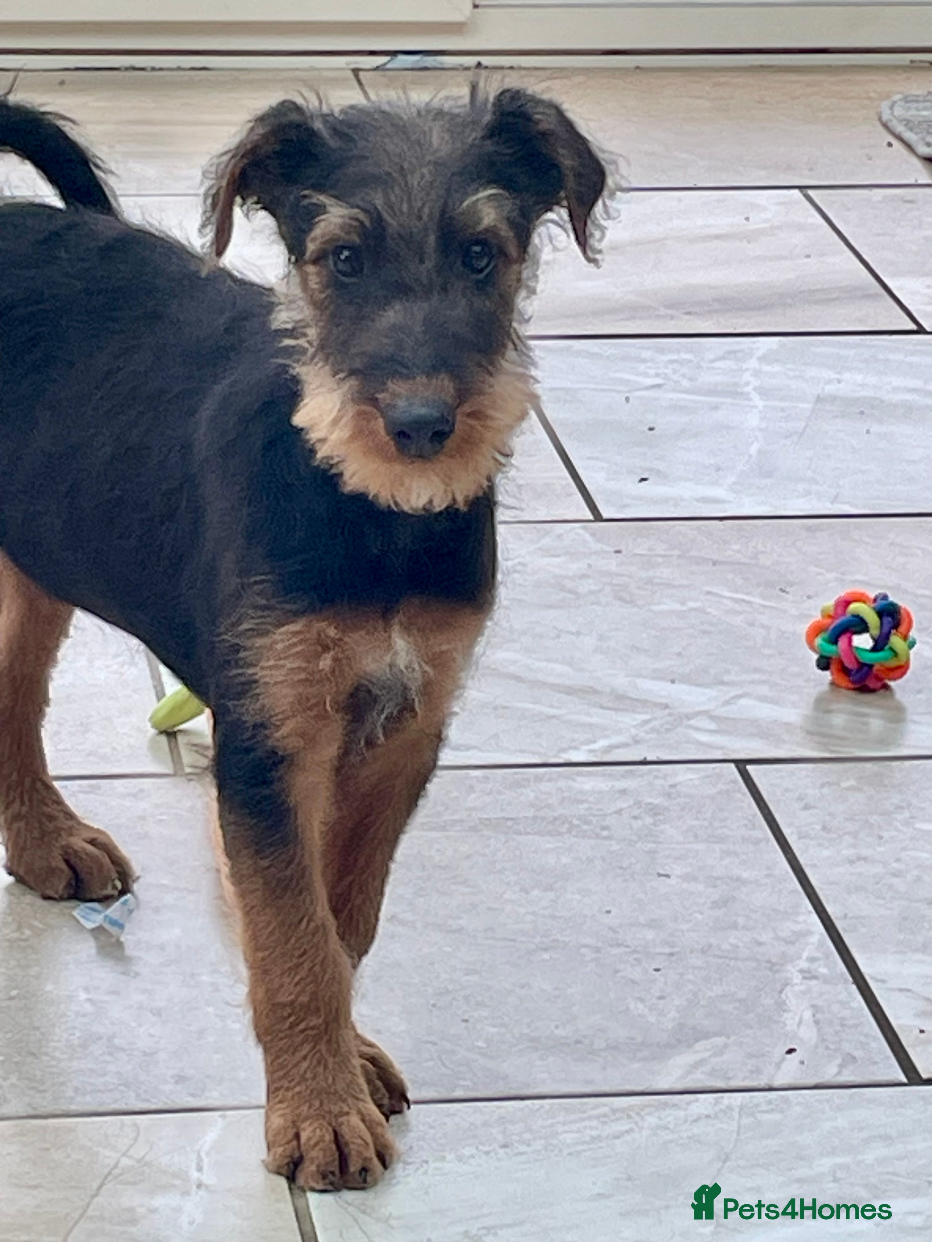 Airedale Terrier dogs Kc Airedale Terrier  - Advert 3