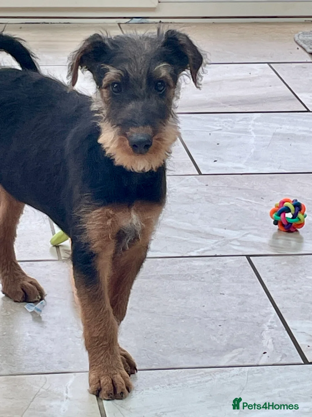 Airedale Terrier dogs for sale: Kc Airedale Terrier  - Advert 13