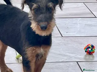 Airedale Terrier dogs Kc Airedale Terrier - Advert 3