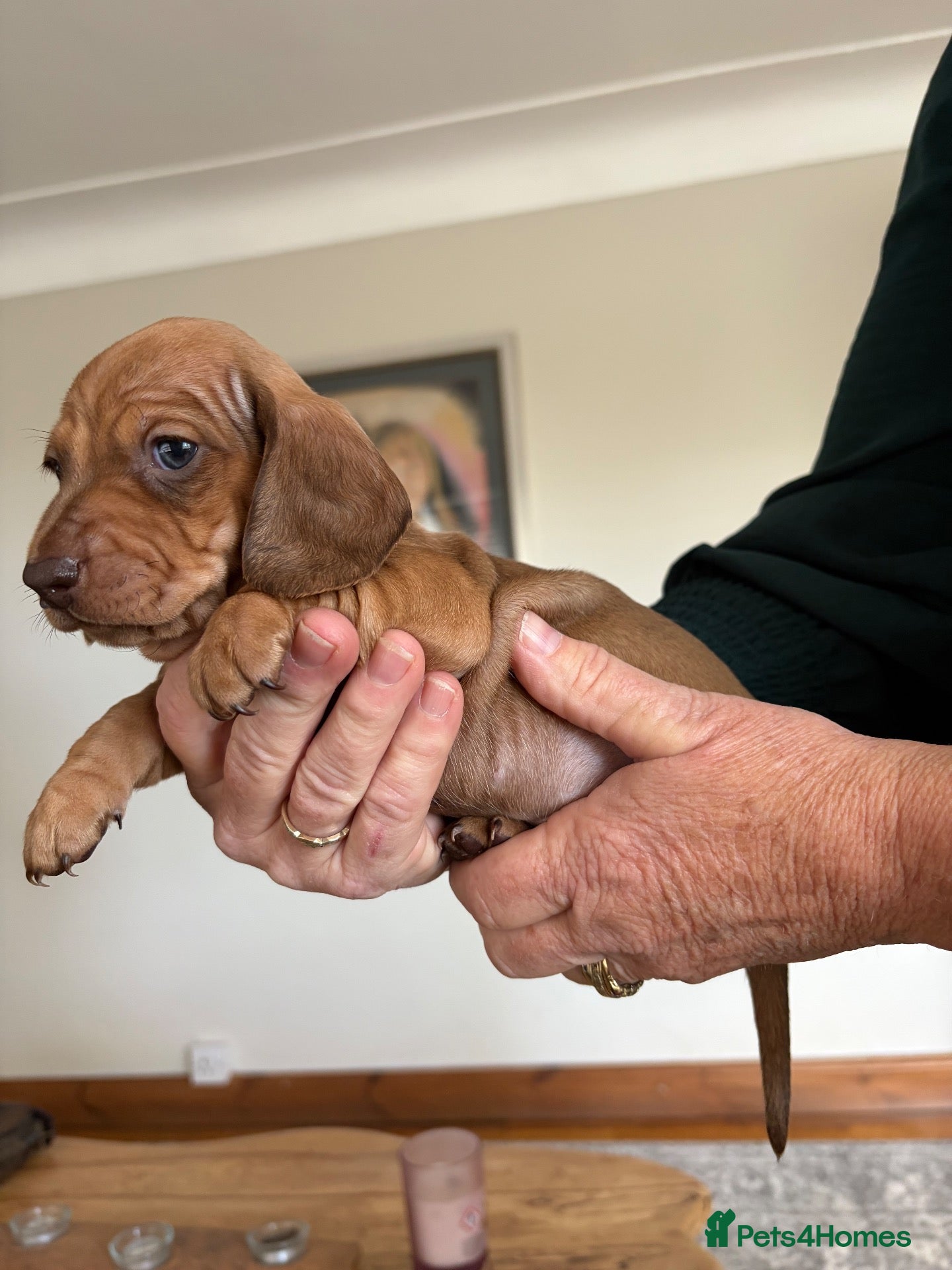Miniature Dachshund dogs for sale: Gorgeous red mini Dachsund puppies - Advert 14