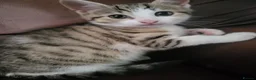 Mixed Breed cats for sale: Female bengal cross kitten left.  - Advert 4