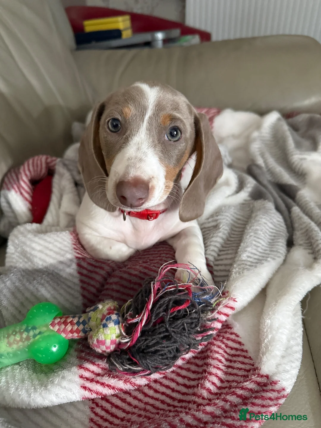Dachshund dogs for sale: Dachshund piebald Puppy READY NOW  - Advert 2