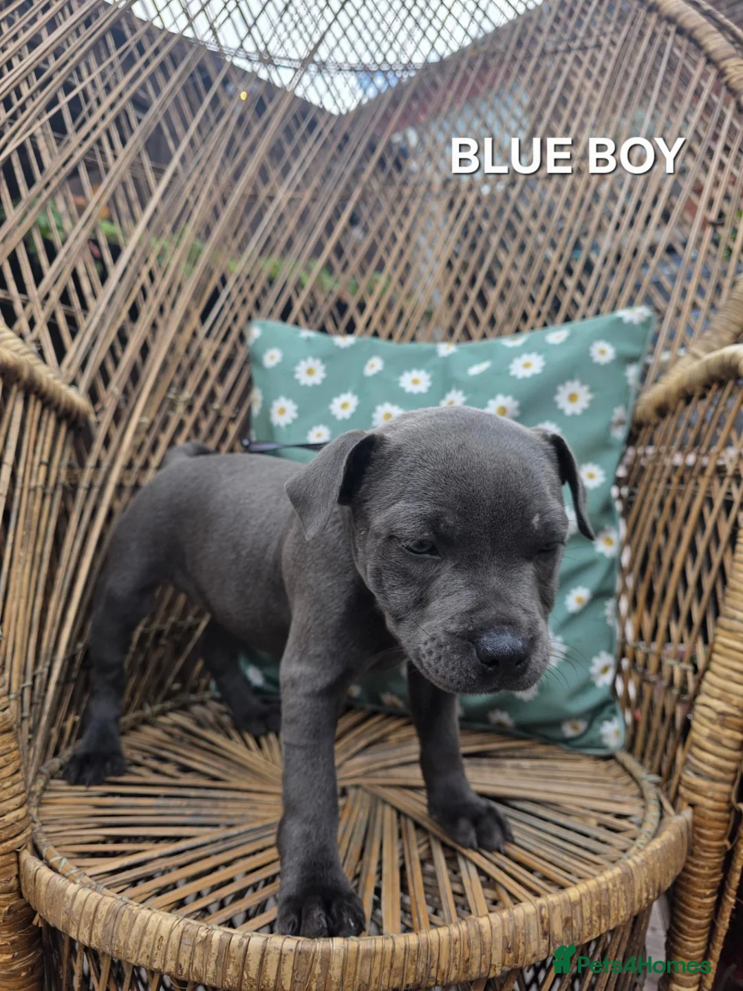 Staffordshire Bull Terrier dogs for sale: 3 HANDSOME BOYS - Advert 15
