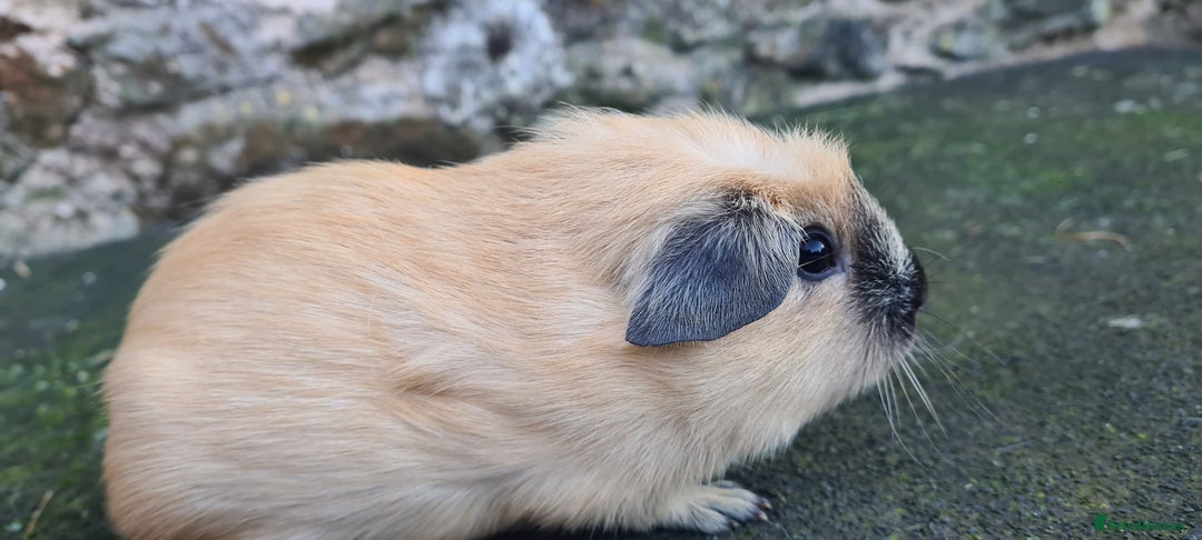 Guinea Pig rodents for sale: Californian male guinea pigs  - Advert 9