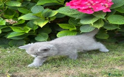 Brazilian Shorthair cats for sale: I'll put in good hands - Image 9