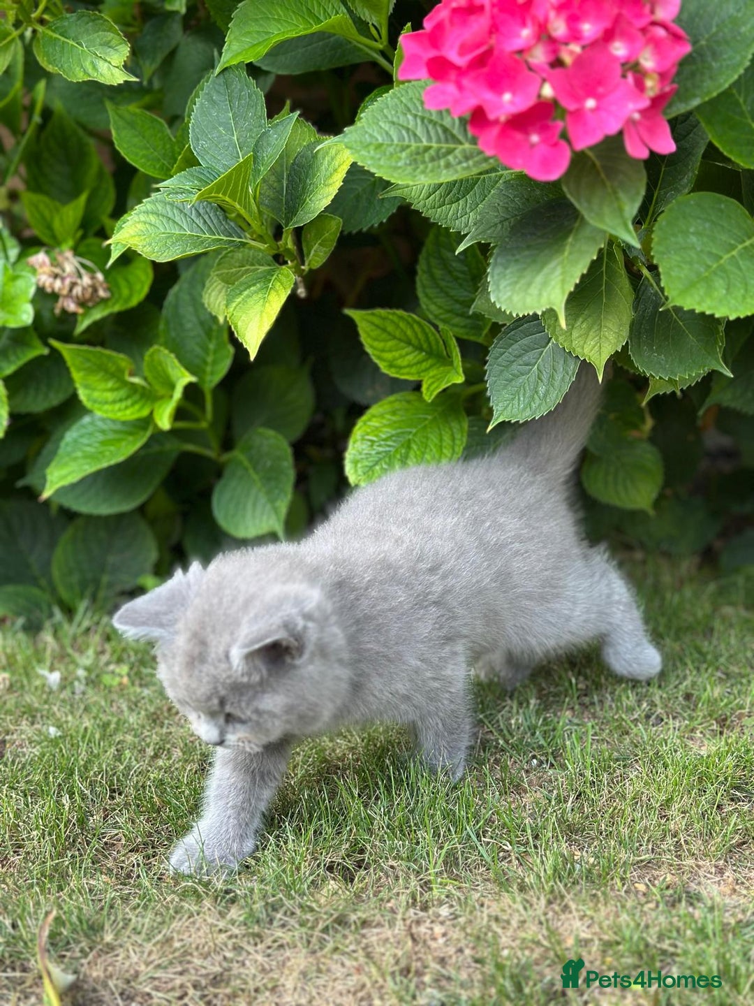 Brazilian Shorthair cats for sale: I'll put in good hands - Image 9