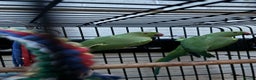 Ringnecks birds for sale: Two Beautiful Green Ringneck Parrots  - Advert 1