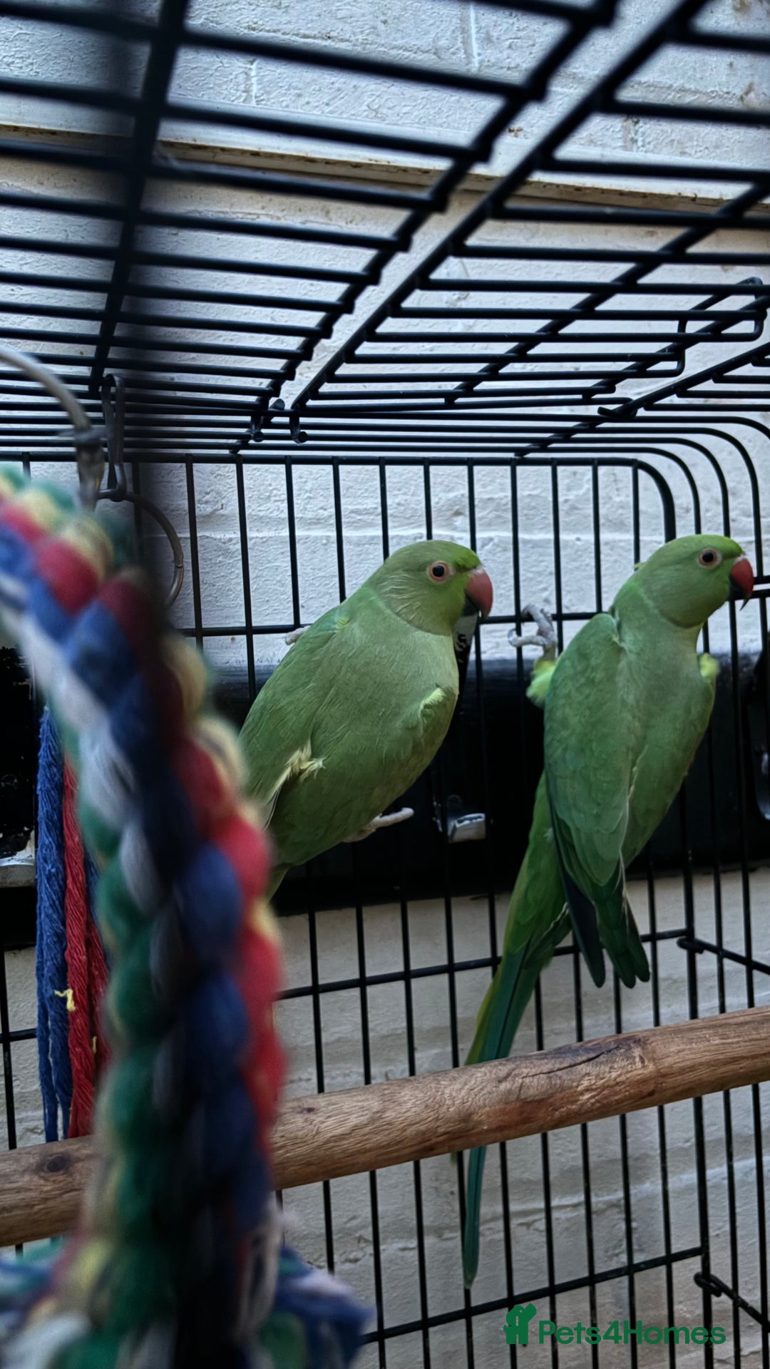 Ringnecks birds for sale: Two Beautiful Green Ringneck Parrots  - Advert 1