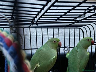 Ringnecks birds Two Beautiful Green Ringneck Parrots - Advert 4