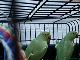 Ringnecks birds Two Beautiful Green Ringneck Parrots - Advert 6