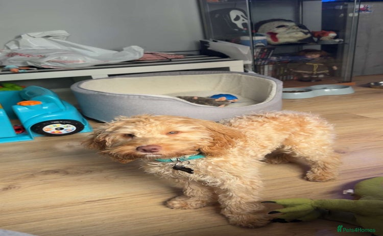 Cockapoo dogs - Advert 3