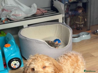 Cockapoo dogs - Advert 7