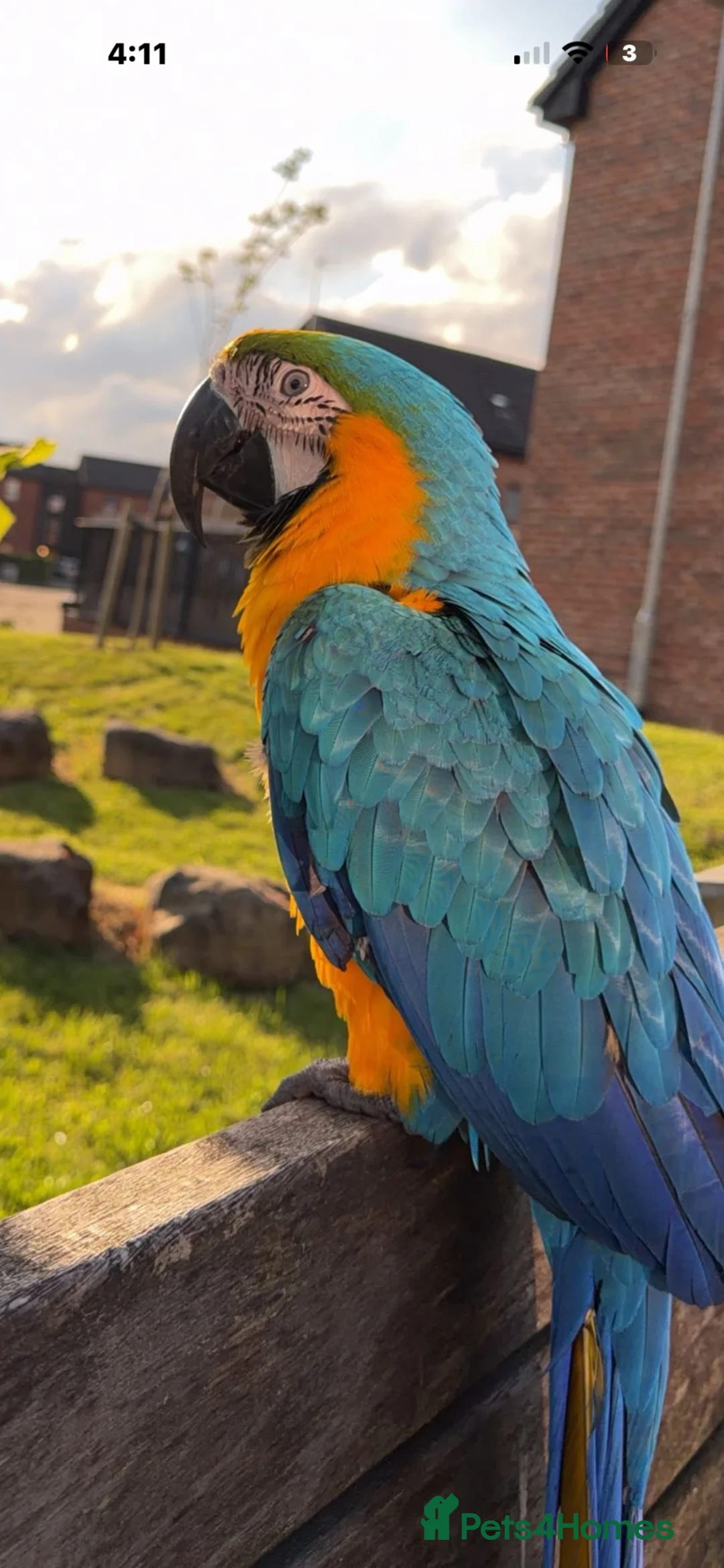 Macaws birds for sale: Penny in Clydebank - Advert 1