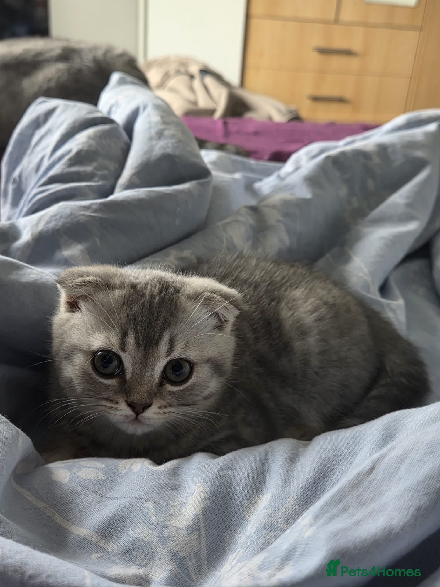 Scottish Fold cats Scottish fold girl  - Advert 18