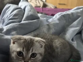 Scottish Fold cats Scottish fold girl - Advert 18