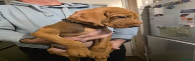 Hungarian Vizsla - Black
