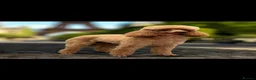 Cavapoo dogs for sale: Stunning  Cavapoo puppy  - Advert 5