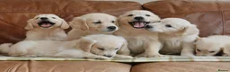 Golden Retriever dogs for sale: Quality Health Tested KC Golden Retrievers - Advert 6