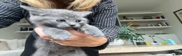 British Shorthair cats for sale: Our British Shorthair has had 5 Beautiful Kittens - Advert 22