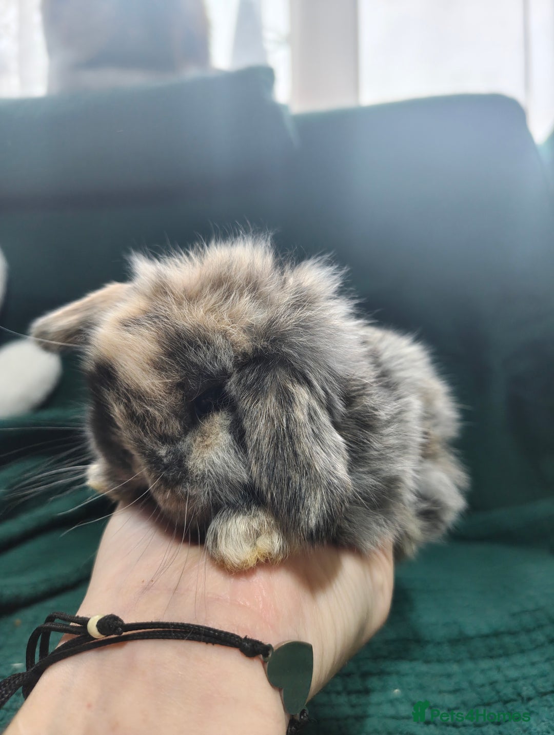 Mini Lop rabbits for sale: Beautiful Harlequin & Tri mini lop does   - Advert 1