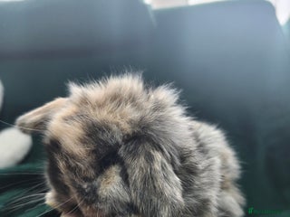 Mini Lop rabbits Beautiful Harlequin & Tri mini lop does - Advert 1