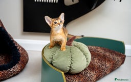 Abyssinian cats for sale: Elegant Abyssinian Kittens Champion Lines 🏆 🥇  - Image 28