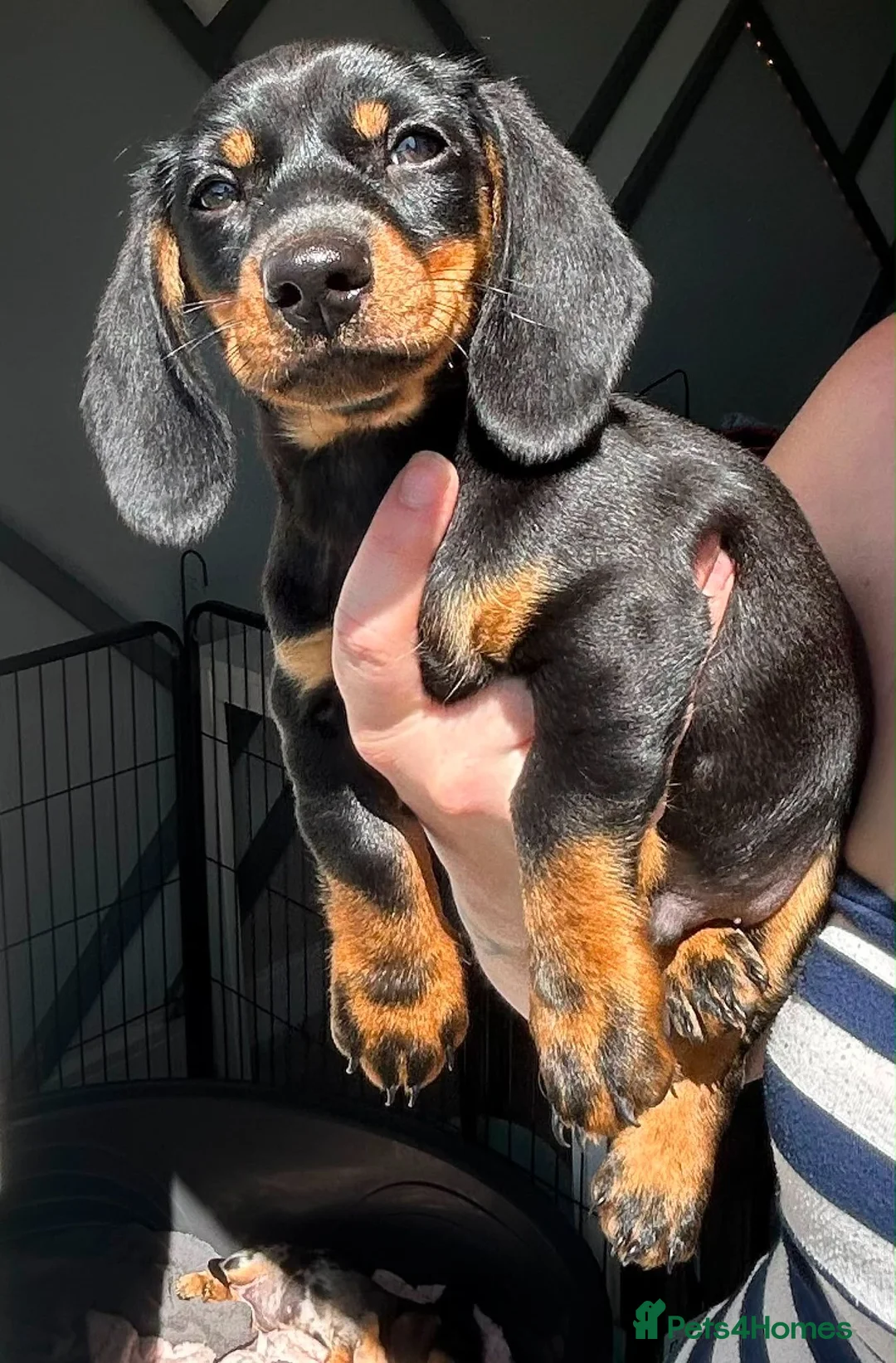Miniature Dachshund dogs for sale: READY TO GO TODAY! KC registered Miniature - Advert 2