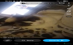 Ragdoll cats for sale: Ragdolls - Image 6