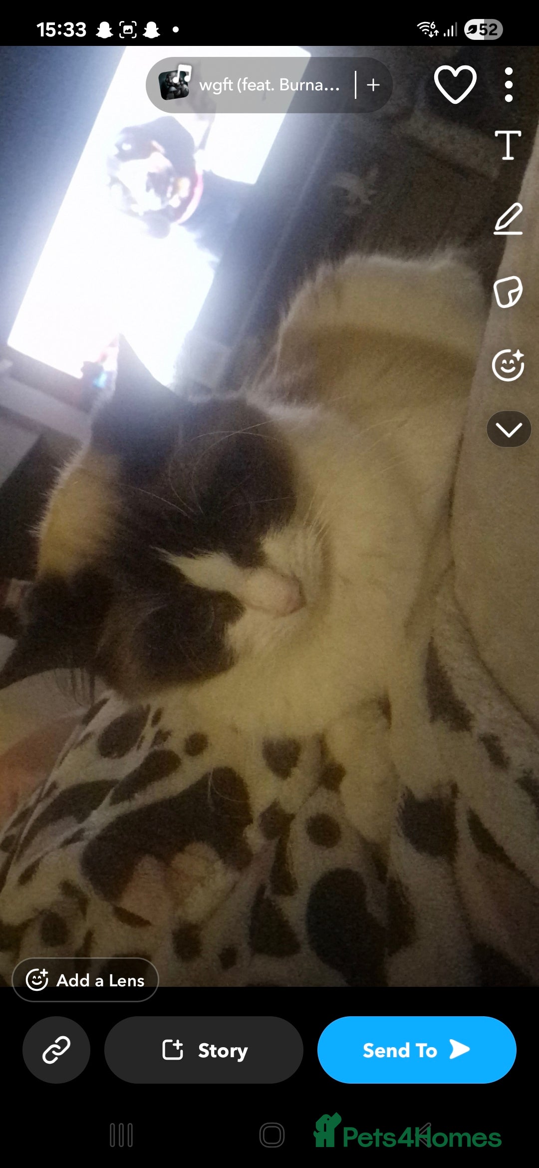 Ragdoll cats for sale: Ragdolls - Image 6