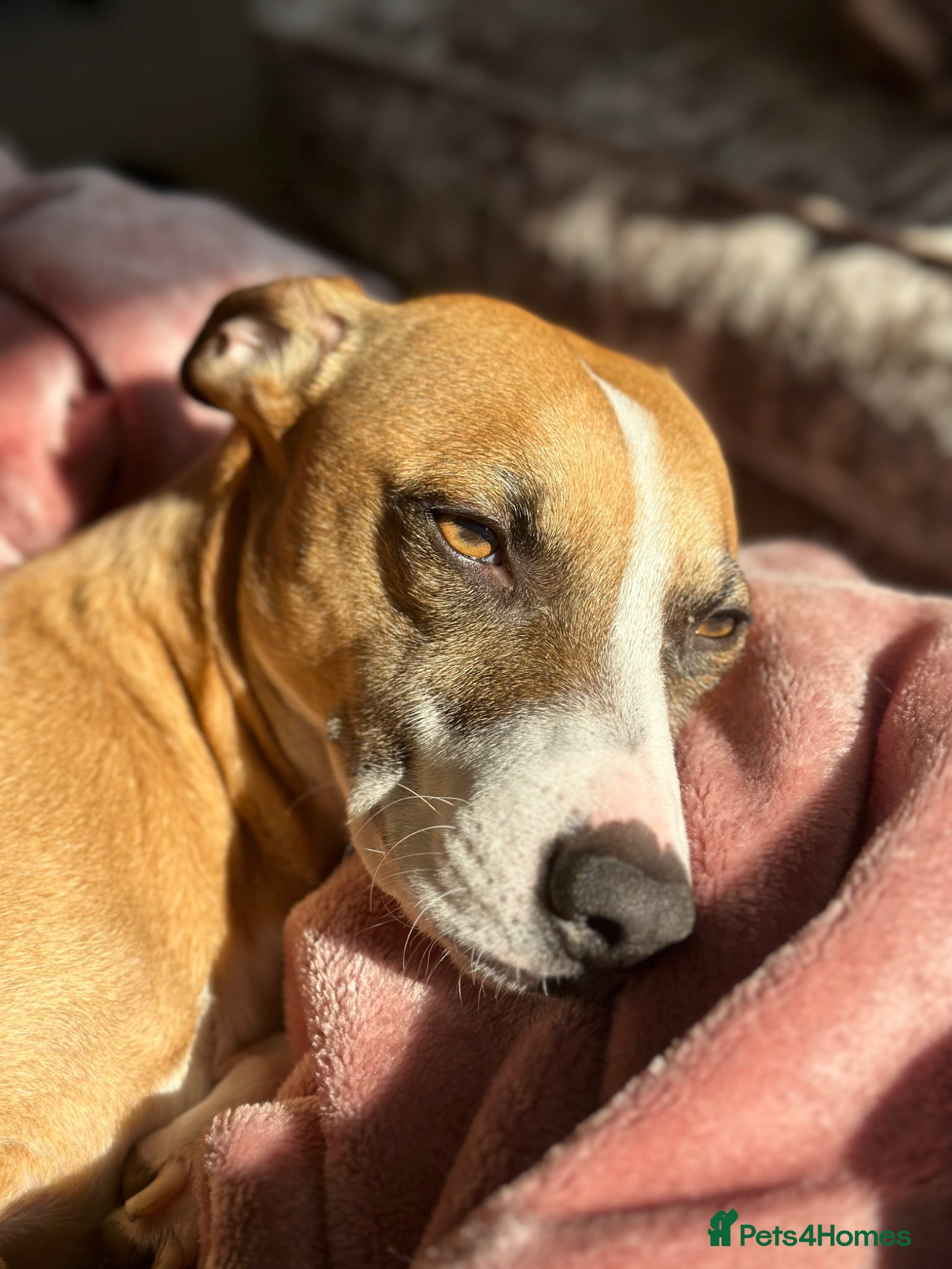 Mixed Breed dogs 2 dogs  - Advert 5