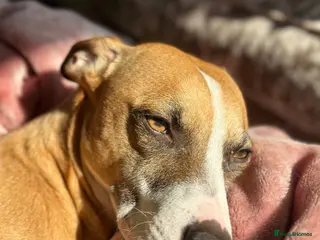 Mixed Breed dogs 2 dogs - Advert 5