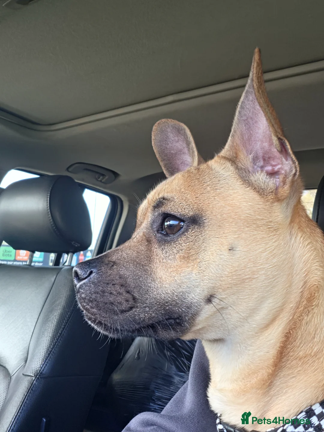 Mixed Breed dogs for sale: Scooby needs a new home  in Ipswich - Advert 6