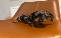 Dachshund dogs for sale: Chunky Standard Homebred Dachshunds - Image 15