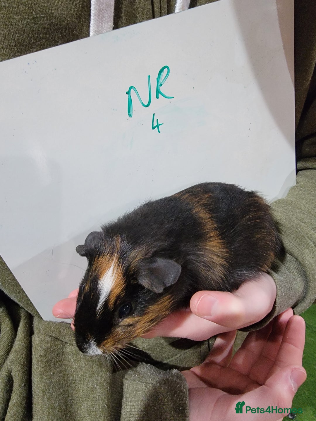 Guinea Pig rodents for sale: Male guinea pigs - Advert 4