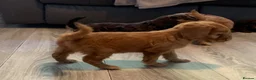 Cockapoo dogs for sale: Healthy toy cockapoo companions  - Advert 5