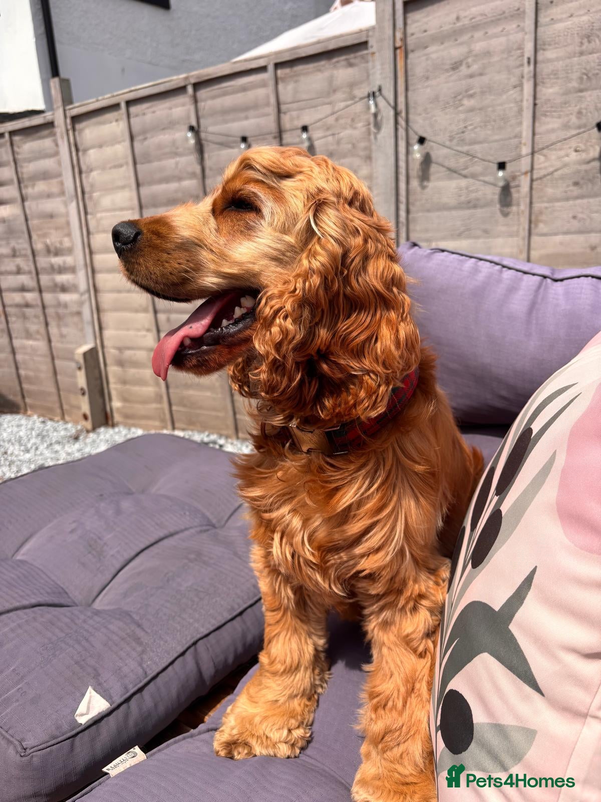 Cocker Spaniel dogs for sale: Neutered Golden Boy Available  - Advert 1
