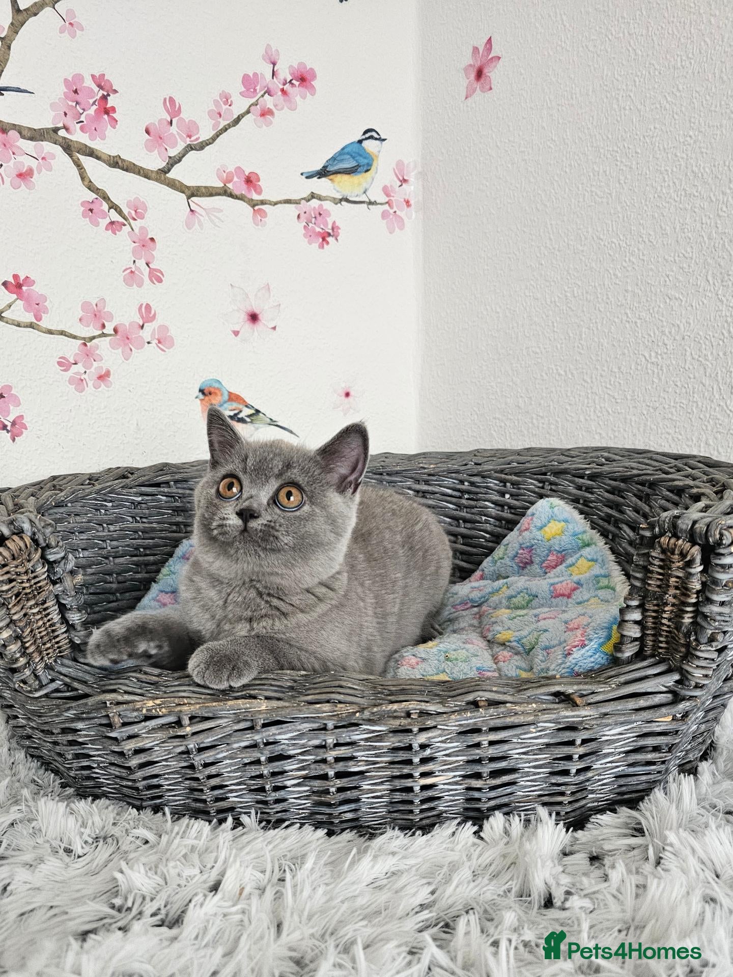 British Shorthair cats British Shorthair Kittens - Advert 1
