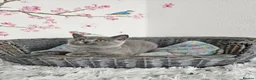 British Shorthair cats for sale: British Shorthair Kittens - Advert 5