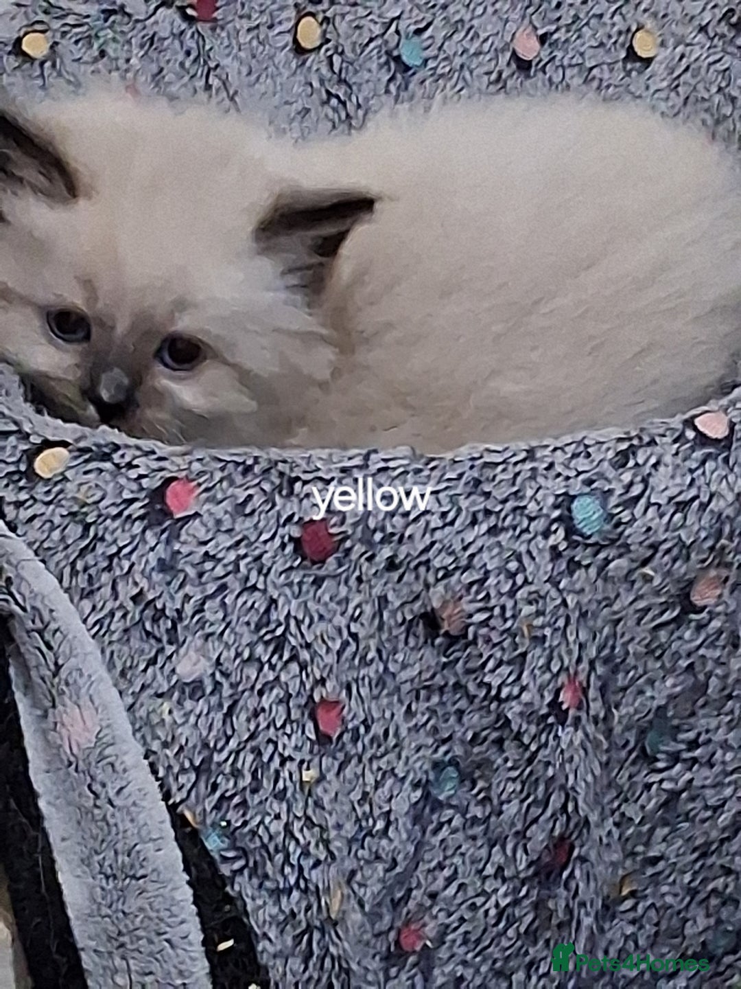Ragdoll cats for sale: 3 Beautiful ragdoll girls ready  - Image 17