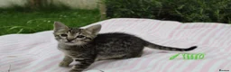 Savannah cats for sale: Highly Spotted F7 Savannah kittens - Advert 7