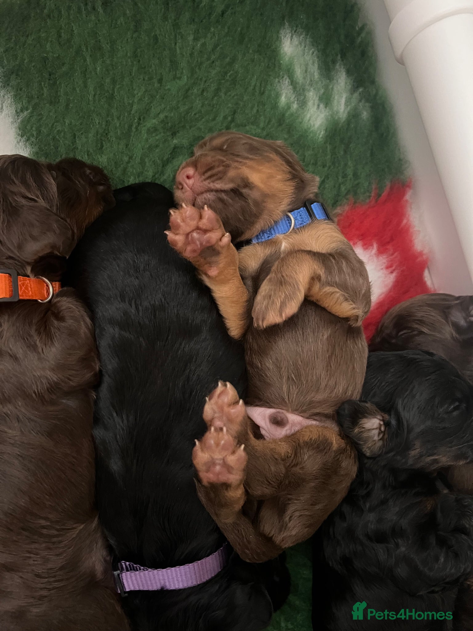 Cockapoo dogs Cockapoo puppies thoroughly health tested - Advert 9