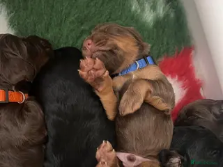 Cockapoo dogs Cockapoo puppies thoroughly health tested - Advert 9