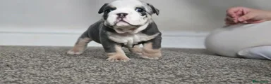English Bulldog 2