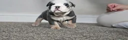 English Bulldog dogs for sale: English Bulldogs Puppies - Advert 8