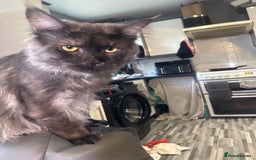 Mixed Breed cats for sale: Bsh x maincoon kittens - Advert 2