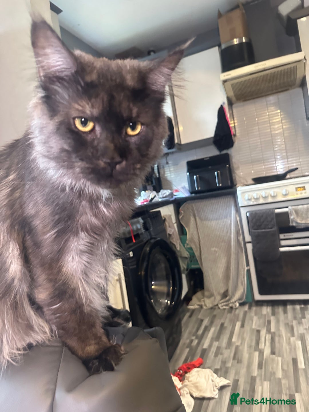 Mixed Breed cats for sale: Bsh x maincoon kittens - Advert 2