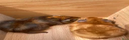 Guinea Pig rodents for sale: Beautiful Baby Guinea Pig Boy Pairs  - Advert 7