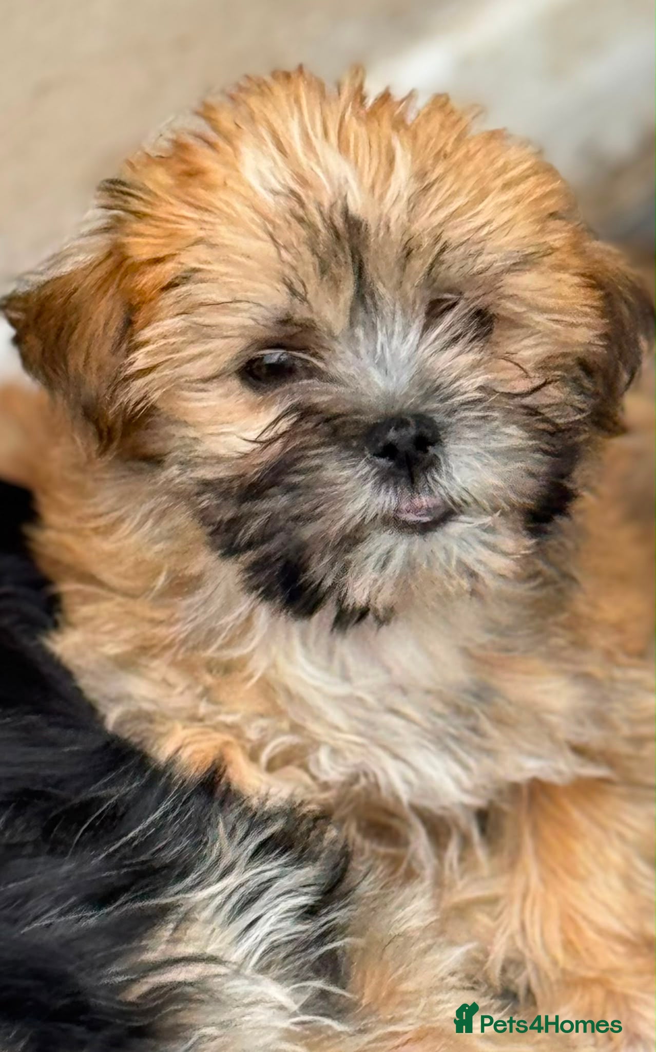 Mixed Breed dogs READY TO LEAVE Toy Korean morkie puppies  8weeks - Advert 4