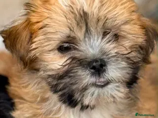Mixed Breed dogs READY TO LEAVE Toy Korean morkie puppies 8weeks - Advert 4