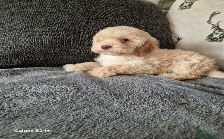 Cockapoo dogs - Advert 1